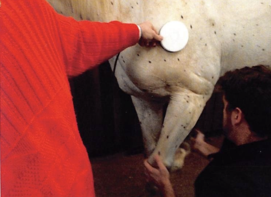 equin magnomega 2